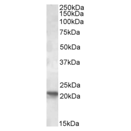 Western Blot - Anti-RPB7 Antibody (A84697) - Antibodies.com