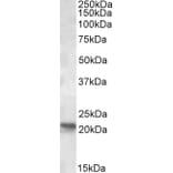 Western Blot - Anti-RPB7 Antibody (A84697) - Antibodies.com