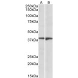 Western Blot - Anti-EDG8 Antibody (A84698) - Antibodies.com
