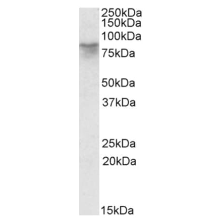 Western Blot - Anti-AFM Antibody (A84699) - Antibodies.com