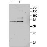 Western Blot - Anti-SRF Antibody (A84701) - Antibodies.com