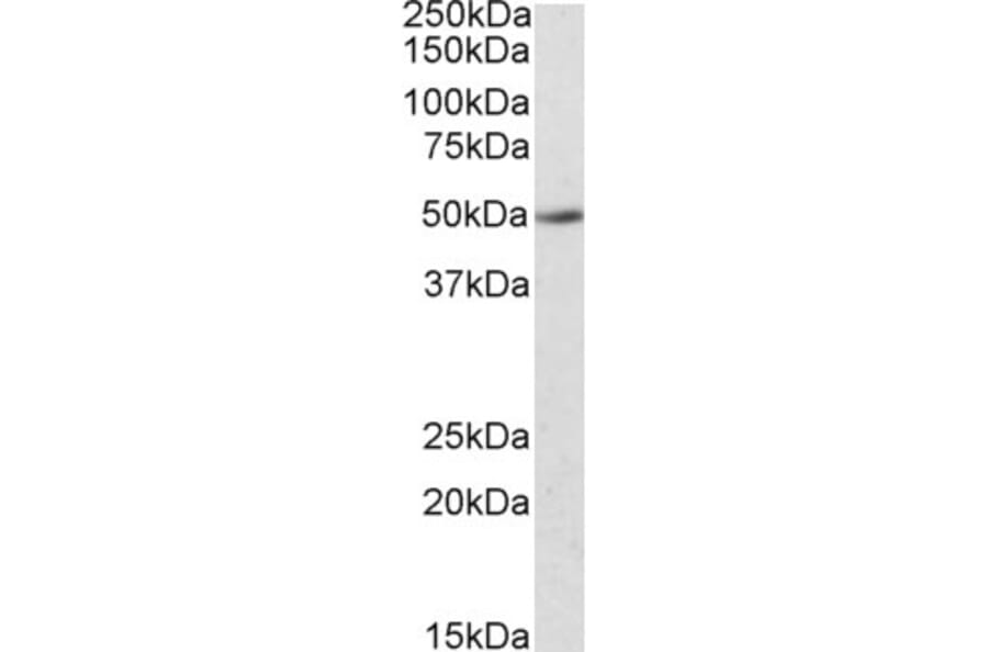 Western Blot - Anti-IDO-2 Antibody (A84703) - Antibodies.com