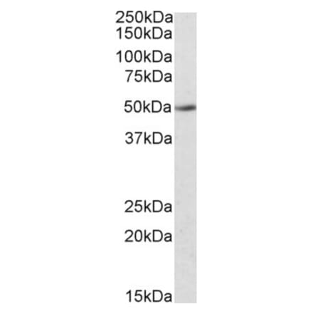 Western Blot - Anti-IDO-2 Antibody (A84703) - Antibodies.com
