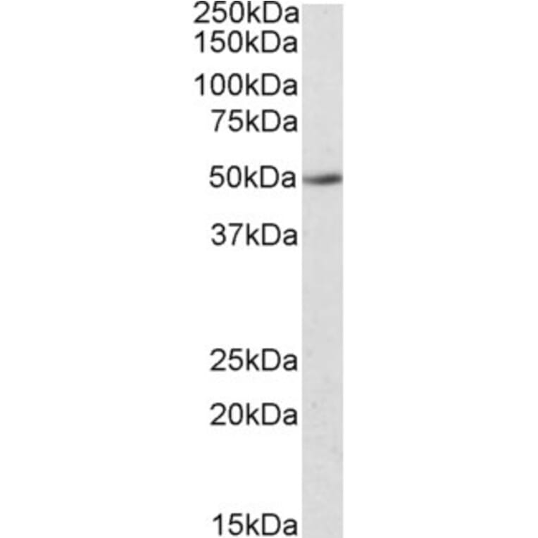 Western Blot - Anti-IDO-2 Antibody (A84703) - Antibodies.com