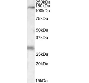 Western Blot - Anti-MAP3K6 Antibody (A84705) - Antibodies.com