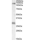 Western Blot - Anti-MAP3K6 Antibody (A84705) - Antibodies.com