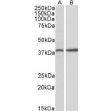 Western Blot - Anti-SRBC Antibody (A84707) - Antibodies.com