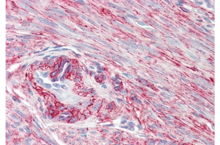 Immunohistochemistry - Anti-SRBC Antibody (A84707) - Antibodies.com