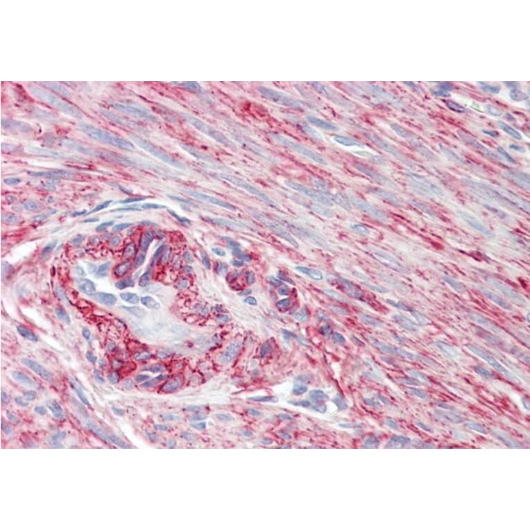 Immunohistochemistry - Anti-SRBC Antibody (A84707) - Antibodies.com