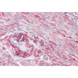 Immunohistochemistry - Anti-SRBC Antibody (A84707) - Antibodies.com