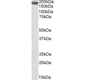 Western Blot - Anti-IQGAP1 Antibody (A84709) - Antibodies.com