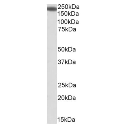 Western Blot - Anti-IQGAP1 Antibody (A84709) - Antibodies.com