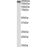 Western Blot - Anti-IQGAP1 Antibody (A84709) - Antibodies.com