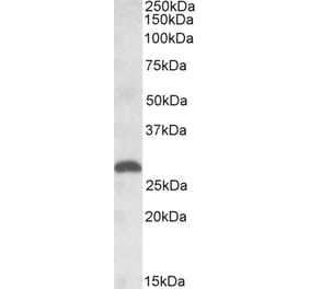 Western Blot - Anti-PGF Antibody (A84713) - Antibodies.com