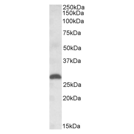 Western Blot - Anti-PGF Antibody (A84713) - Antibodies.com