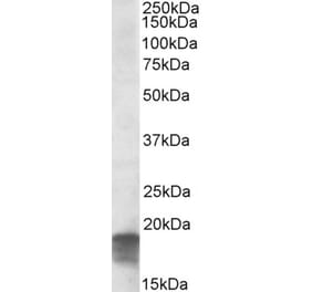 Western Blot - Anti-SDHAF1 Antibody (A84714) - Antibodies.com