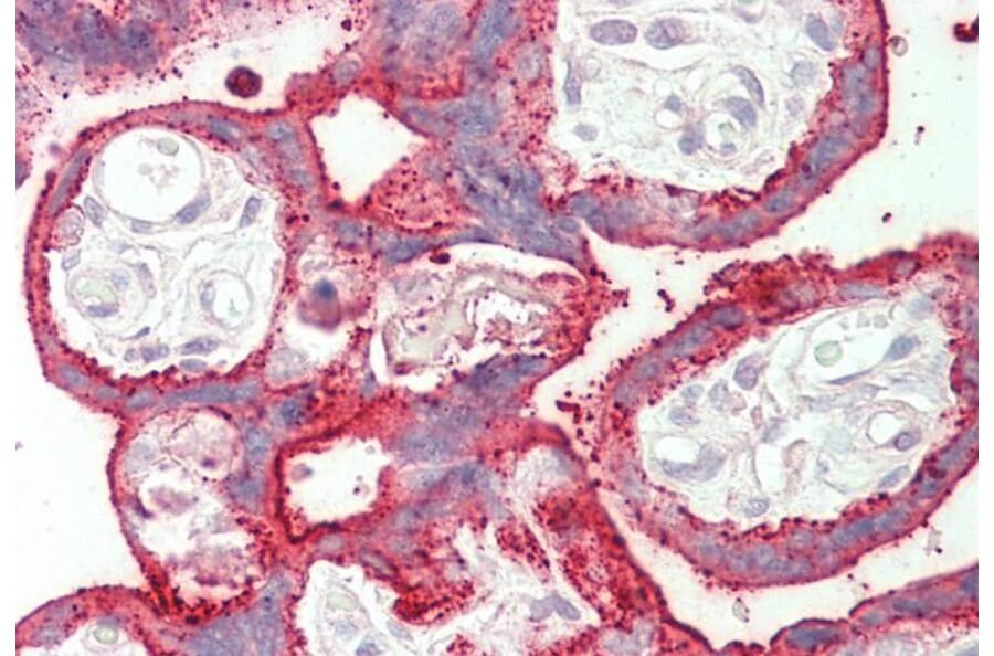 Immunohistochemistry - Anti-SDHAF1 Antibody (A84714) - Antibodies.com