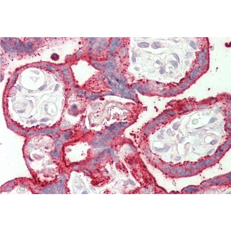 Immunohistochemistry - Anti-SDHAF1 Antibody (A84714) - Antibodies.com