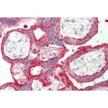 Immunohistochemistry - Anti-SDHAF1 Antibody (A84714) - Antibodies.com