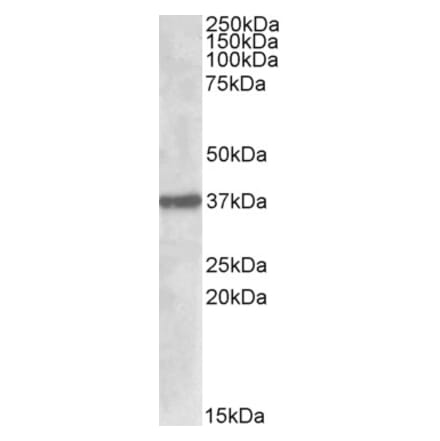Western Blot - Anti-FGE Antibody (A84715) - Antibodies.com