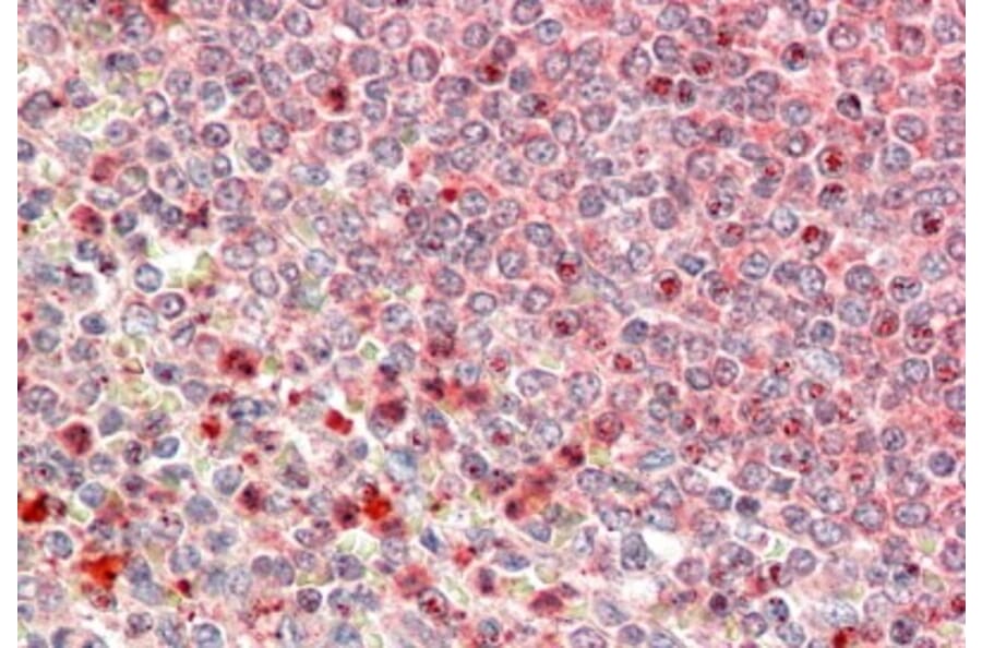 Immunohistochemistry - Anti-UBR4 Antibody (A84716) - Antibodies.com
