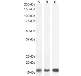 Western Blot - Anti-Galanin Antibody (A84722) - Antibodies.com