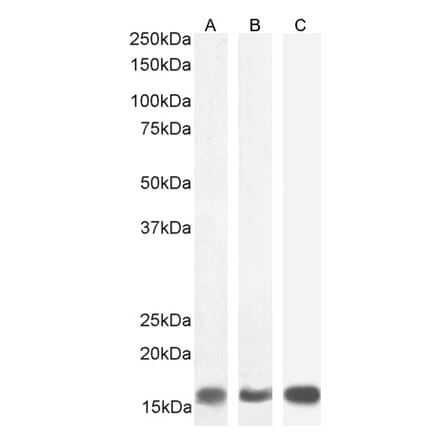 Western Blot - Anti-Galanin Antibody (A84722) - Antibodies.com