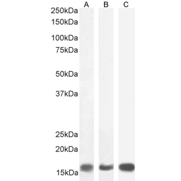 Western Blot - Anti-Galanin Antibody (A84722) - Antibodies.com
