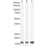 Western Blot - Anti-Galanin Antibody (A84722) - Antibodies.com