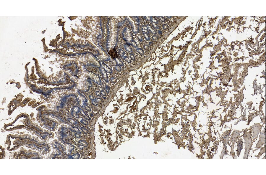 Immunohistochemistry - Anti-Galanin Antibody (A84722) - Antibodies.com