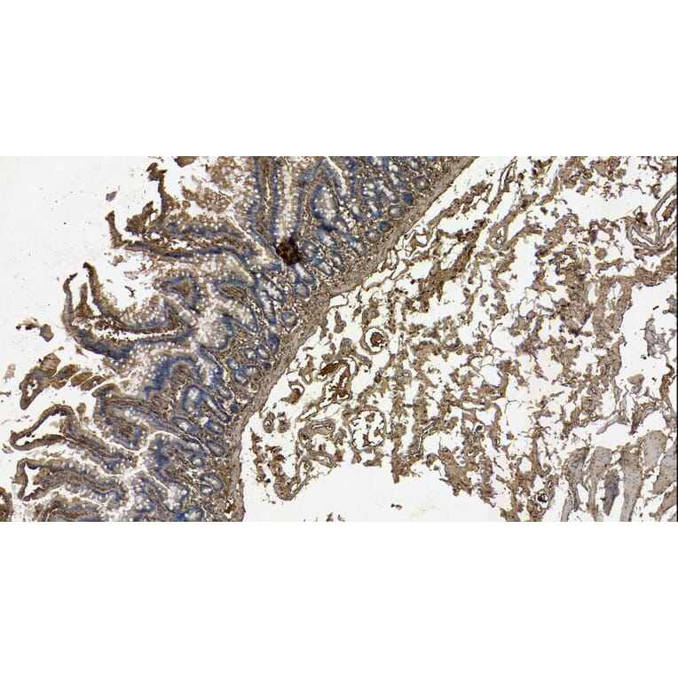 Immunohistochemistry - Anti-Galanin Antibody (A84722) - Antibodies.com