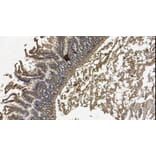 Immunohistochemistry - Anti-Galanin Antibody (A84722) - Antibodies.com