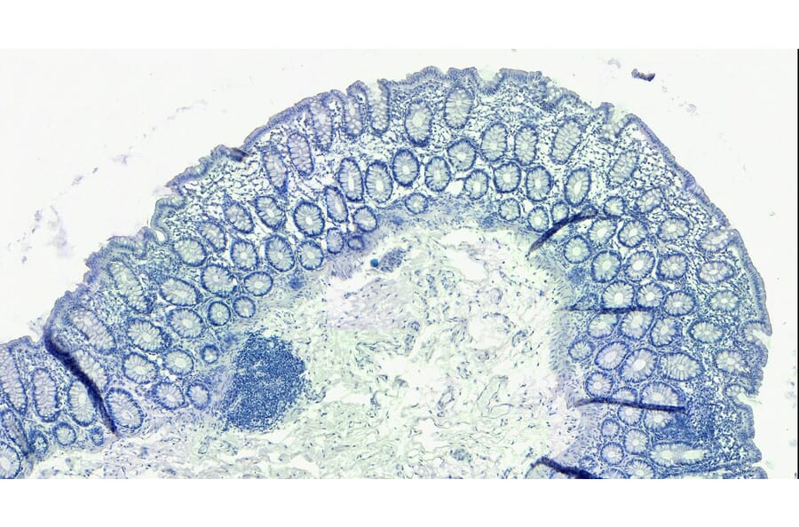 Immunohistochemistry - Anti-Galanin Antibody (A84722) - Antibodies.com