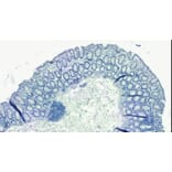 Immunohistochemistry - Anti-Galanin Antibody (A84722) - Antibodies.com