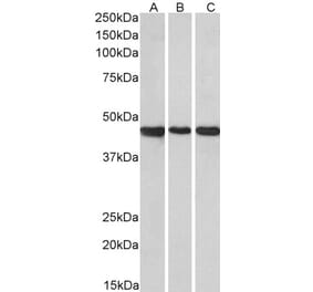 Western Blot - Anti-PROKR2 Antibody (A84724) - Antibodies.com