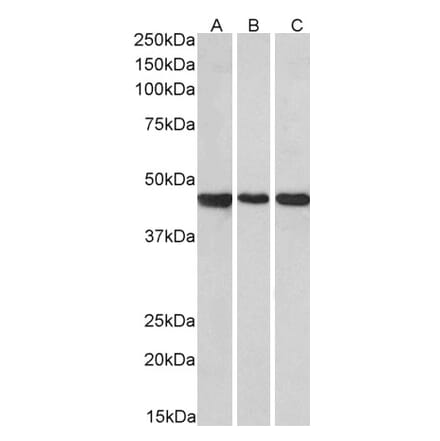 Western Blot - Anti-PROKR2 Antibody (A84724) - Antibodies.com