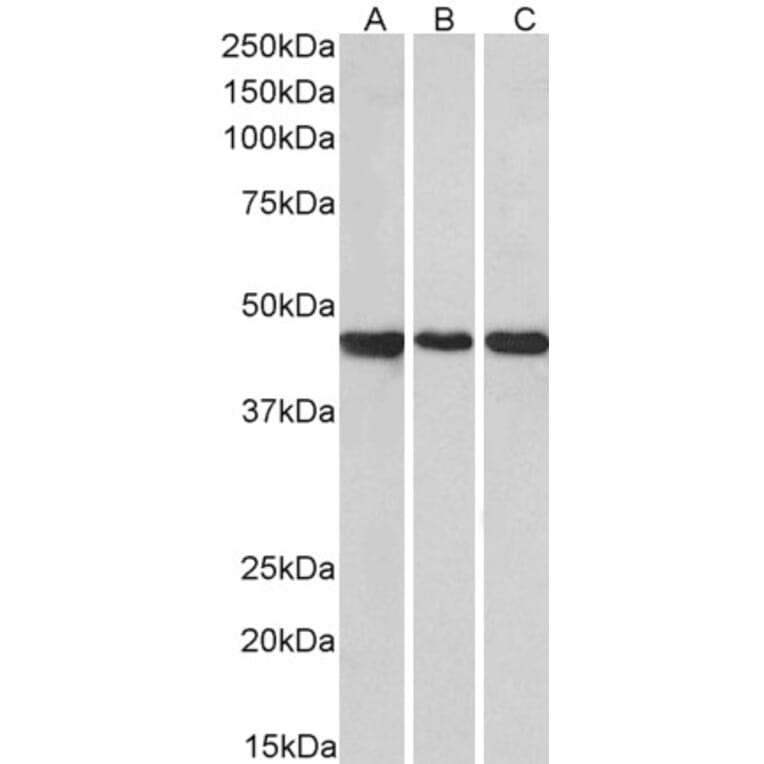 Western Blot - Anti-PROKR2 Antibody (A84724) - Antibodies.com