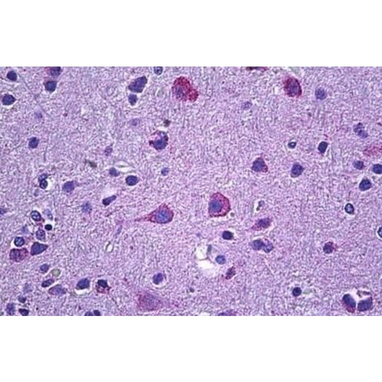 Immunohistochemistry - Anti-PROKR2 Antibody (A84724) - Antibodies.com