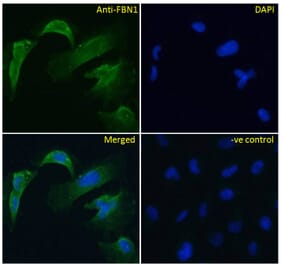 Immunofluorescence - Anti-Fibrillin 1 Antibody (A84725) - Antibodies.com