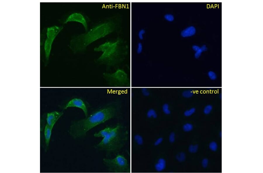 Immunofluorescence - Anti-Fibrillin 1 Antibody (A84725) - Antibodies.com