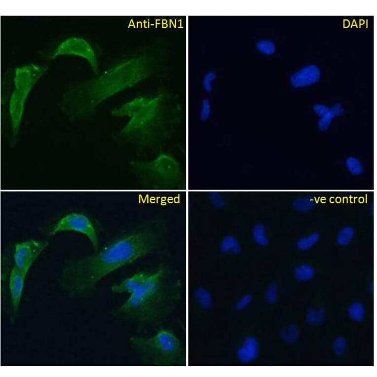 Immunofluorescence - Anti-Fibrillin 1 Antibody (A84725) - Antibodies.com