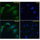 Immunofluorescence - Anti-Fibrillin 1 Antibody (A84725) - Antibodies.com