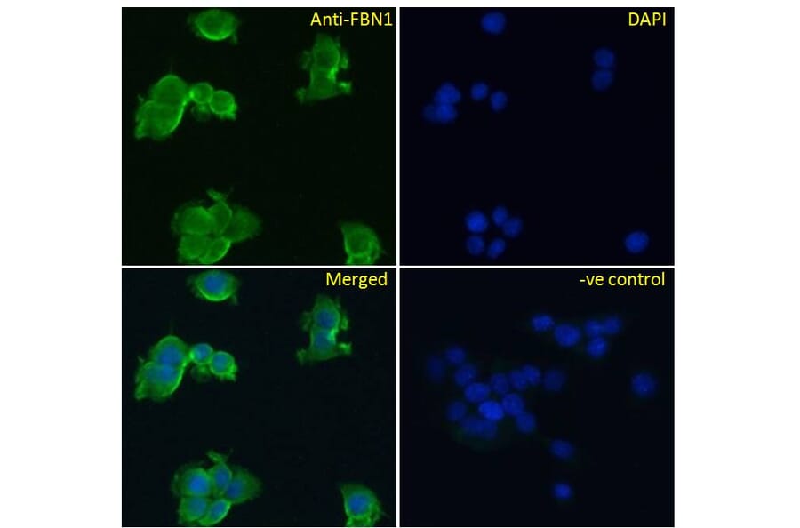 Immunofluorescence - Anti-Fibrillin 1 Antibody (A84725) - Antibodies.com