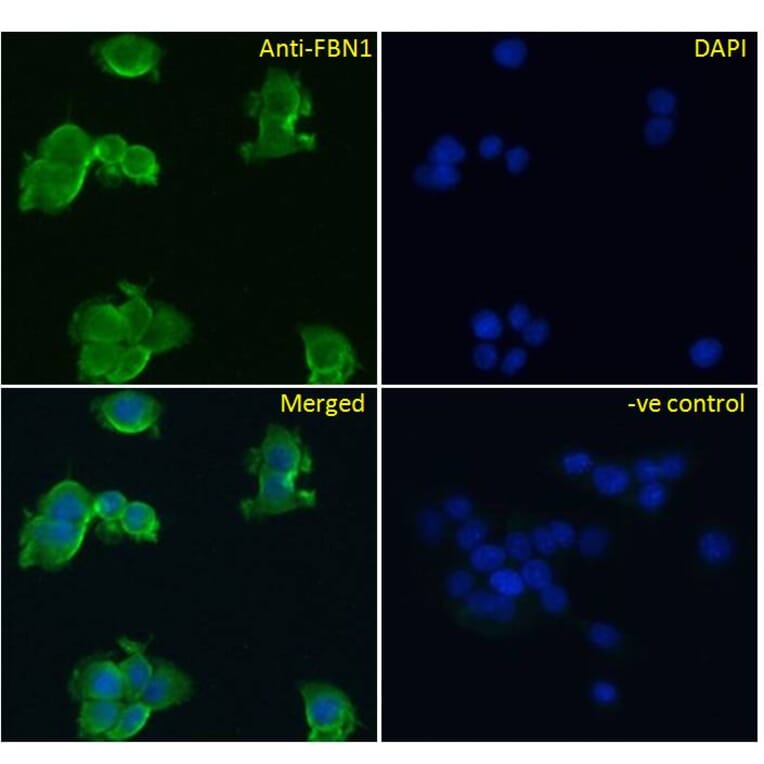 Immunofluorescence - Anti-Fibrillin 1 Antibody (A84725) - Antibodies.com