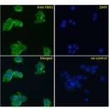 Immunofluorescence - Anti-Fibrillin 1 Antibody (A84725) - Antibodies.com