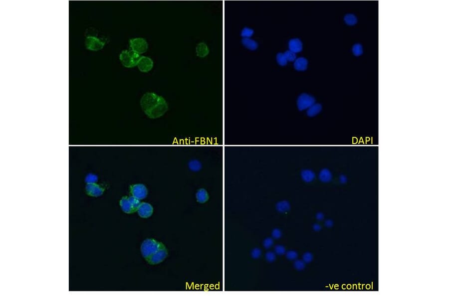 Immunofluorescence - Anti-Fibrillin 1 Antibody (A84725) - Antibodies.com