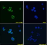 Immunofluorescence - Anti-Fibrillin 1 Antibody (A84725) - Antibodies.com
