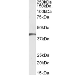 Western Blot - Anti-GPCR GPR17 Antibody (A84726) - Antibodies.com