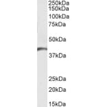 Western Blot - Anti-GPCR GPR17 Antibody (A84726) - Antibodies.com