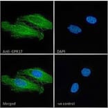 Immunofluorescence - Anti-GPCR GPR17 Antibody (A84726) - Antibodies.com